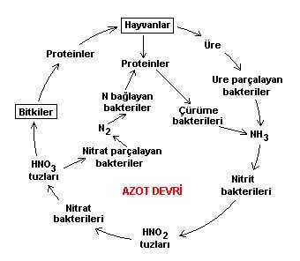 azot