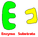 enzim.gif
