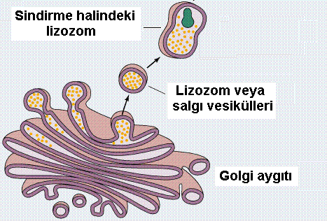 golgi1