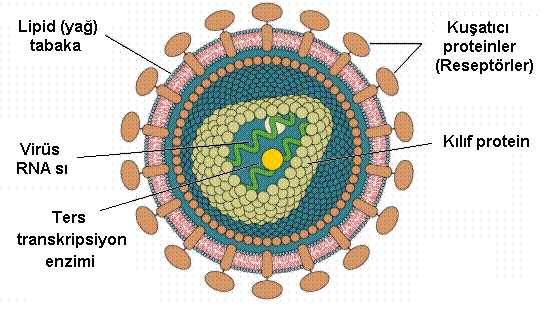 hiv2