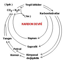 karbon