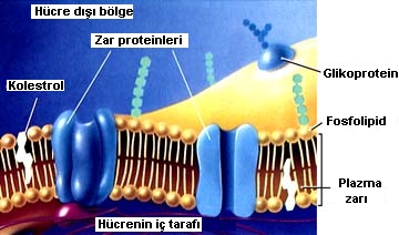 membran3