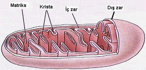 mitokondri2