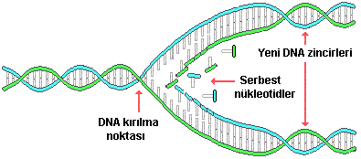 replikasyon