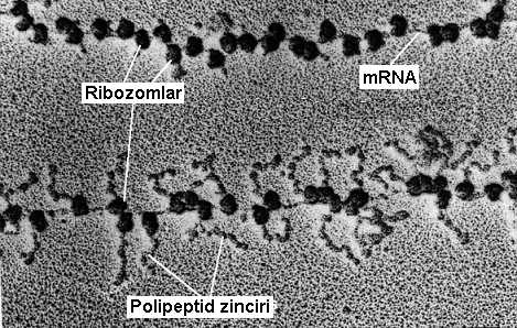 ribozomlar