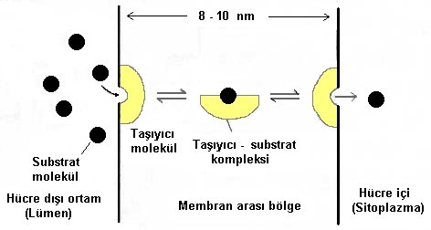 tasima1