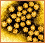 virus2